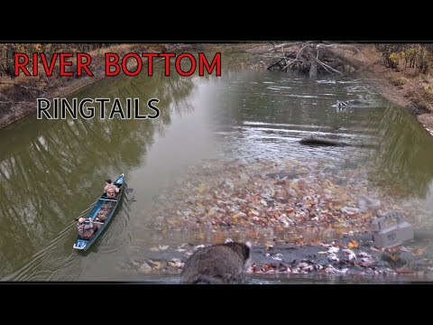 Raccoon Calling: Floating the River for GIANT RINGTAILS! #mcsquallers #hunting #outdoors