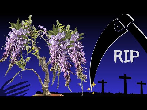 The One Mistake Killing Wisteria Bonsai Blooms