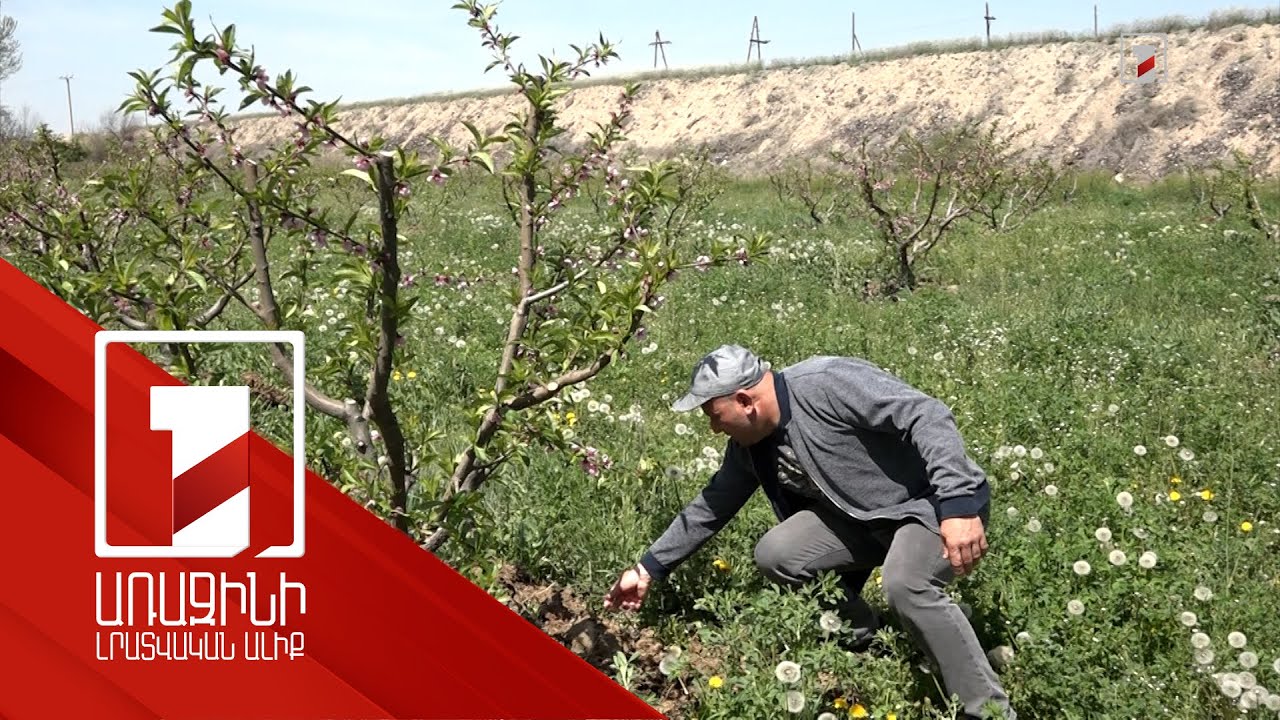 Երեք տարում գյուղապահովագրության պահանջարկը տասնապատկվել է