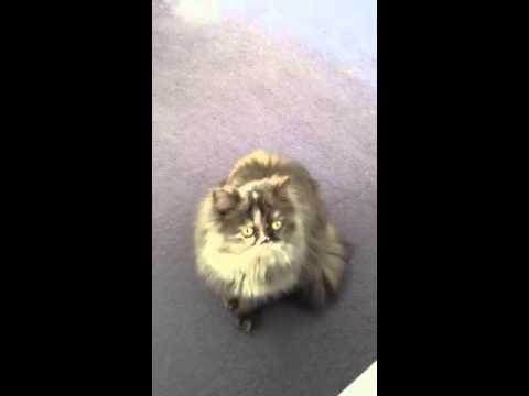 Mitzi the Siberian chatting