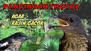 Download lagu Pancingan kacer trotol agar gacor - terapi air mengalir mp3