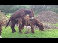 Donkey Mating With Goat Donkey Mating Mating Donkey Goat Mating Animalmating Animal Sex