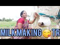 Cow Preparemilking Vlog