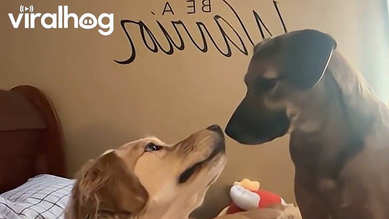 My Dogs Started Kissing Each Other || ViralHog