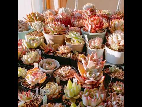 バラの茂みを霜から守るにはどうすればよいですか？植物が冬を乗り切るためのヒントとコツ  庭園