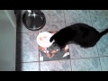 Opposable Thumbs