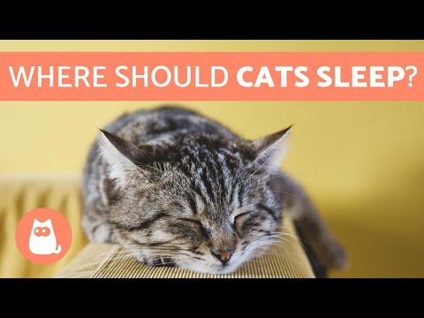 Where Should My CAT SLEEP? Find Out! - YouTube