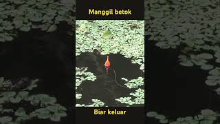 Download lagu memanggil ikan betok babon mp3