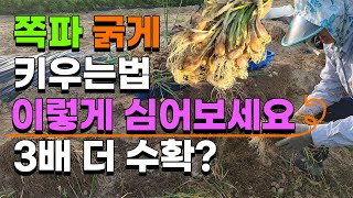 쪽파 3배 더 굵게 키우는방법 이렇게 해보세요 쪽파심는시기 Scallions planting