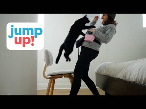 Teach Your Cat To Jump Into Your Arms