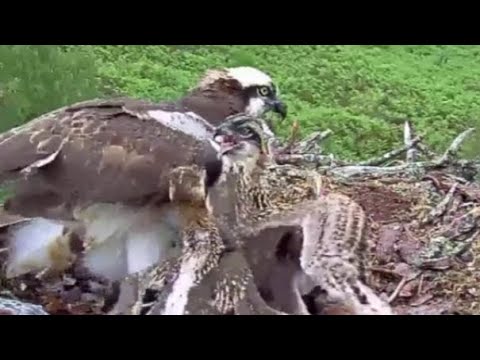 Slo-mo: Osplets fight on the Loch Arkaig Osprey nest 21 Jun 2020