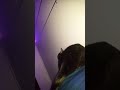 Cute Tuxedo Cat Wants To Go Fishing Gets Angry When She Can T