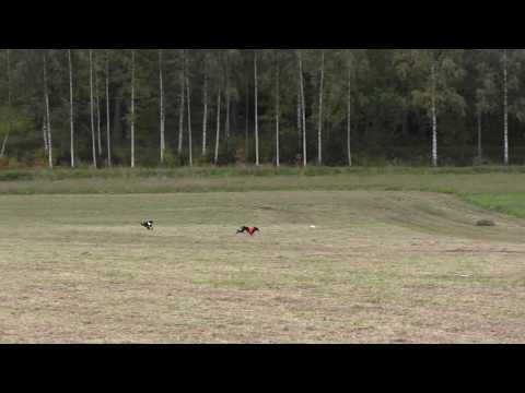 HKI 30.9.18 FIN24 Anusheh Vom Ahlabub & Dashuri Te Hope