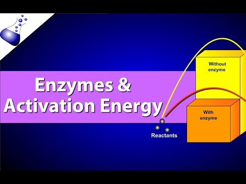 Enzymes and Activation Energy