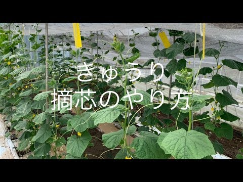 , title : 'きゅうり栽培 親ツル摘芯と子ツル摘芯 下葉の摘葉のやり方 19/9/11'