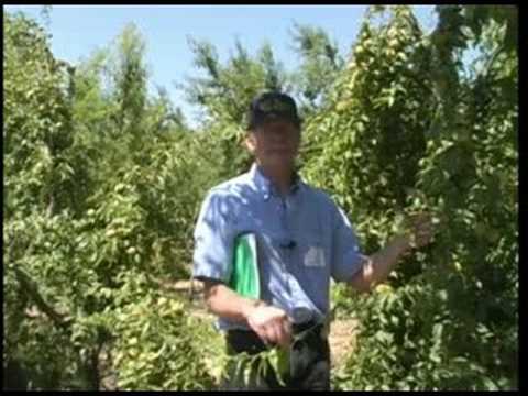 Herbicide drift symptoms