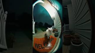 Download lagu The_terrified_white_cat_begged_for_shelter_ as_the_monstrous_tornado😭🌪️_#cat_#cats_#shorts mp3