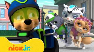 Download lagu PAW Patrol Teams Up with the Cat Pack! | PAW Patrol | Nick Jr. mp3