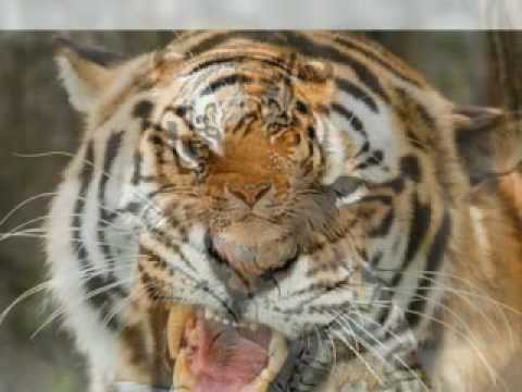 Bengal/Siberian Tiger Tribute