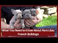 Rare Lilac Coat Color in French Bulldog Puppies!