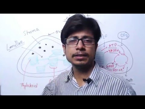 Chloroplast structure and function