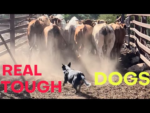 Perros de trabajo REALES #perroganadero #perroganaderoaustraliano #perro #adiestramientocanino