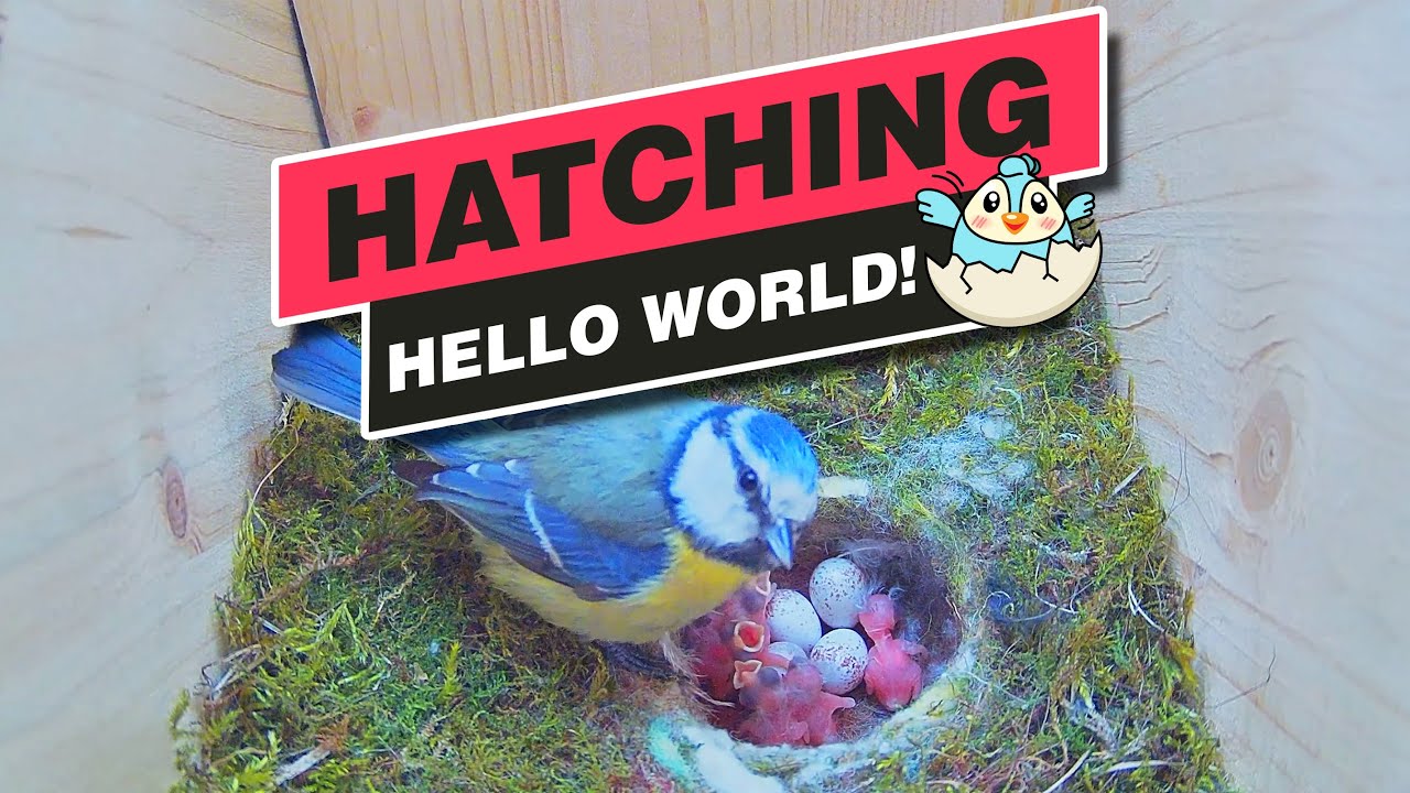 Hatching of Blue Tits Mini & Pip - Recke, Germany - May 22, 2021