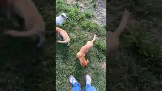 Video preview image #1 Dachshund-Unknown Mix Puppy For Sale in San Antonio, TX, USA