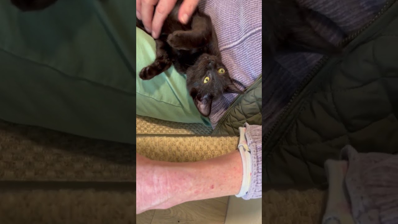 Blaze a Super Star, a Adoptable Domestic Short Hair in Eagle Point, OR video 6/6