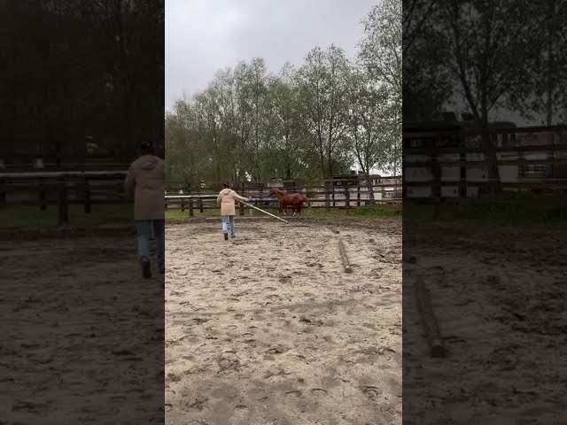 Full brother to Hyper Prinseveld AC