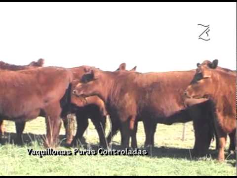 VAQUILLONAS PURAS CONTROLADAS