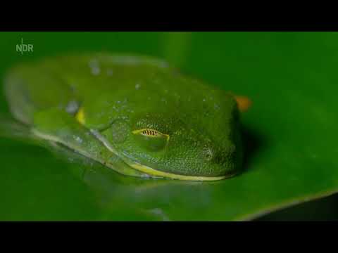 Expeditionen ins Tierreich: Costa Rica - Das pralle Leben Doku (2020)