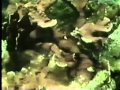 Sesame Street Film Under The Sea