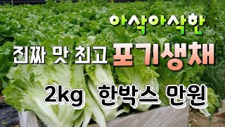 포기생채  한박스 10,000원 (택포함)  아삭아삭한  최고의 맛