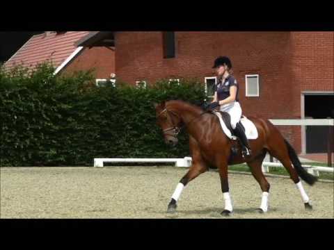 SOLD: BELCANTO *2012 Hann Gelding by Belissimo M-Weltmeyer