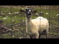 Scream & Shout - will.i.am ft Britney Spears GOAT ...