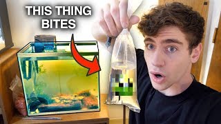 REPLACING My PIRANHAS with a *NEW* SCARIER FISH... (hint: it&#39;s brackish)