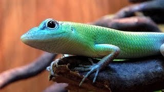 preview picture of video 'Green Tree Skinks at Northampton Reptile Centre'