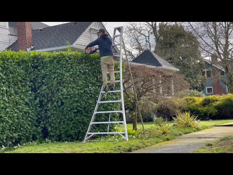 Trimming Laurel Hedge with Stihl KM 131 R Kombi and the Stihl HS 82 R