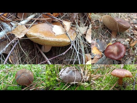 Что есть в лесу в конце октября... Часть 2. Грибы 2022