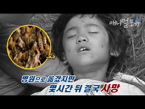 시청자 요청🚛 갑자기 나타나 목숨을 빼앗는 무시무시한 말벌 떼??ㅣKBS 위기탈출 넘버원 090914 방송