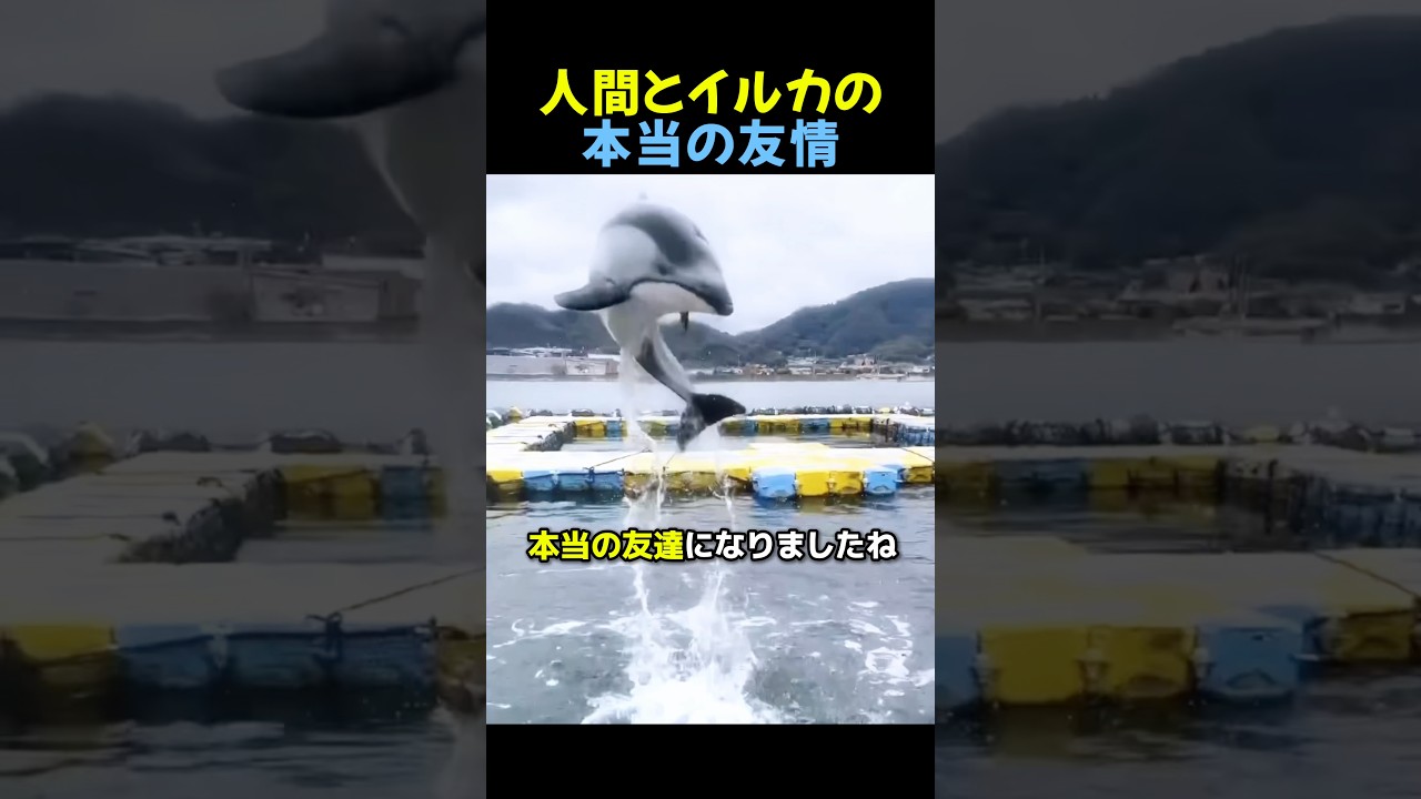 人間とイルカの本当の友情🐬 #感動する話 #動物動画 #動物
