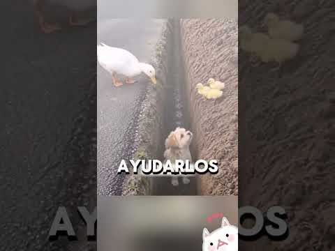 El mejor AMIGO de un PATO