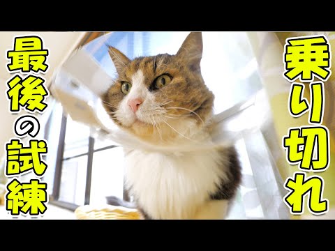 youtube-動物記事1970/01/01 09:00:00