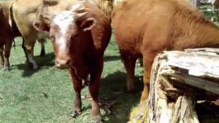 preview picture of video 'Close Encounter With Cows At Colins Farm'