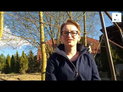 CUDOWNY MEDALIK - ŚWIADECTWO OLI - WSPÓLNOTA MIRIAM