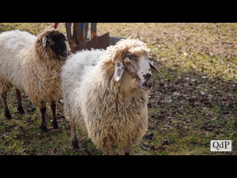 Alpago sheep tend to the Bellenda vineyards: Cosmo brings agroforestry to Carpesica.