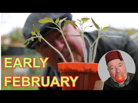 Early February Veg growing update