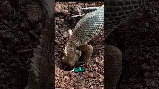 Thằn Lằn Nuôi Trong Nhà Đẻ Trứng Như Thế Nào? 🤔 