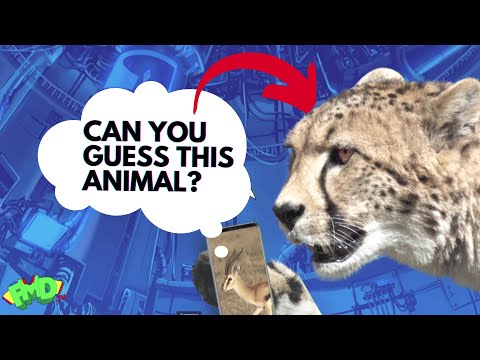 Another can you guess the animal - with Funny Man Dan?!!